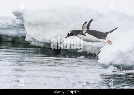 Gentoo Penguin (Pygoscelis Papua) Rückkehr zum Meer bei Dorian Bay, Antarktis, Polarregionen füttern Stockfoto