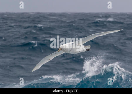 Eine seltene weiße Morph von der südlichen Riesen Sturmvogel (Macronectes Giganteus), Englisch Strait, Antarktis, Polarregionen Stockfoto