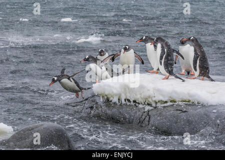 Gentoo Penguins (Pygoscelis Papua) Rückkehr zum Meer aus Zucht Kolonie in Port Lockroy, Antarktis, Polarregionen Stockfoto