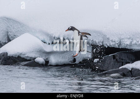 Gentoo Penguin (Pygoscelis Papua) am Stand Island, Antarktis, polaren Regionen ins Meer springen Stockfoto