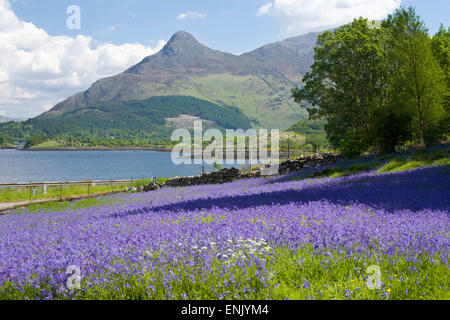 Wilde Glockenblumen (Hyacinthoides non-Scripta) neben Loch Leven, Pap Glencoe über Ballachulish, Highland, Schottland, Vereinigtes Königreich Stockfoto