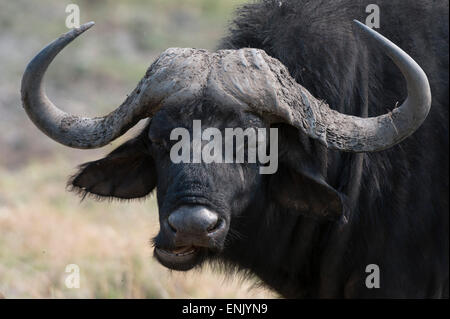 Büffel (Syncerus Caffer), Chobe Nationalpark, Botswana, Afrika Stockfoto