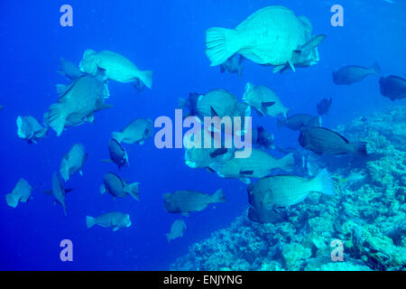 Büffelkopf Papageienfische (Bolbometopon Muricatum) Schulbildung. Quensland, Australien, Pazifik Stockfoto