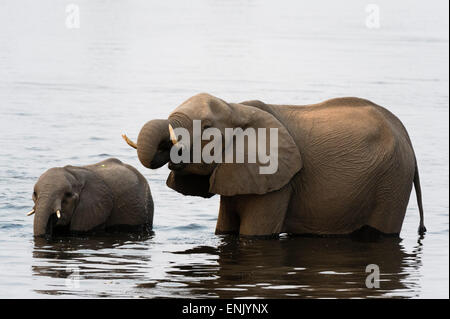 Afrikanische Elefanten (Loxodonta Africana), Chobe Nationalpark, Botswana, Afrika Stockfoto