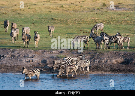 Burchell Zebras (Equus Burchelli), Chobe Nationalpark, Botswana, Afrika Stockfoto