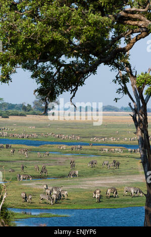 Burchell Zebras (Equus Burchelli), Chobe Nationalpark, Botswana, Afrika Stockfoto