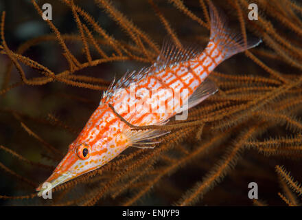 Longnose Hawkfish (Oxycirrhites Typus), normalerweise gefunden in den Zweigen der Gorgonien & schwarze Koralle, Queensland, Australien Stockfoto