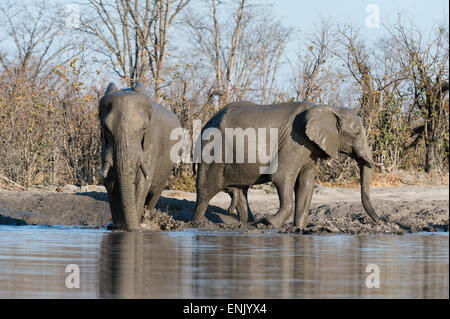 Afrikanische Elefanten (Loxodonta Africana), Khwai-Konzession, Okavango Delta, Botswana, Afrika Stockfoto