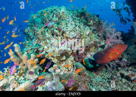 Bunten Rifffischen sowie Leopard Coral Zackenbarsch mit hart- und Weichkorallen auf Reef, Queensland, Australien Stockfoto