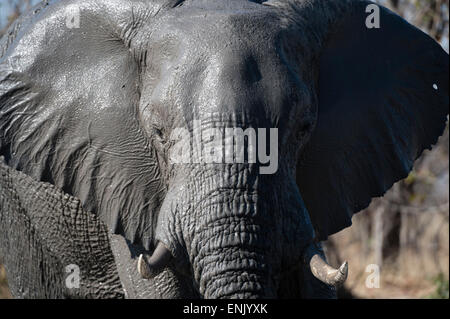 Afrikanischer Elefant (Loxodonta Africana), Khwai-Konzession, Okavango Delta, Botswana, Afrika Stockfoto