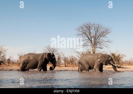 Afrikanische Elefanten (Loxodonta Africana), Khwai-Konzession, Okavango Delta, Botswana, Afrika Stockfoto