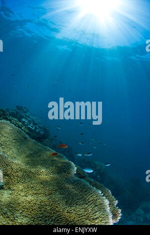 Hart- und Weichkorallen Landschaft malerische am Thetford Reef am Great Barrier Reef, UNESCO, Cairns, Queensland, Australien Stockfoto