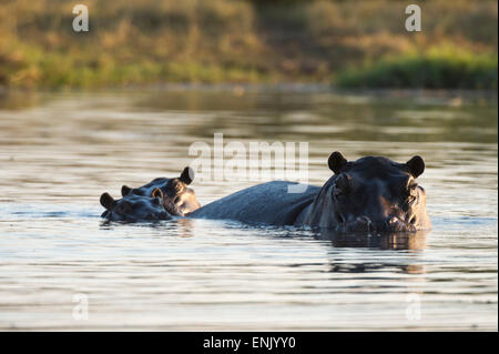 Flusspferd (Hippopotamus Amphibius), Khwai-Konzession, Okavango Delta, Botswana, Afrika Stockfoto