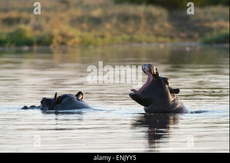 Flusspferd (Hippopotamus Amphibius), Khwai-Konzession, Okavango Delta, Botswana, Afrika Stockfoto