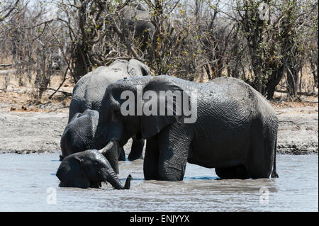 Afrikanische Elefanten (Loxodonta Africana), Khwai-Konzession, Okavango Delta, Botswana, Afrika Stockfoto