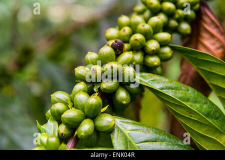 Nahaufnahme von Kaffeebohnen (Rubiaceae) auf einer Kaffeeplantage in den Dschungel von São Tomé, Sao Tome und Principe, Atlantik Stockfoto