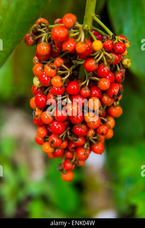 Nahaufnahme von roten Kaffeebeeren (Rubiaceae) im Botanischen Garten von Bom Sucesso, São Tomé, Sao Tome und Principe, Atlantik Stockfoto
