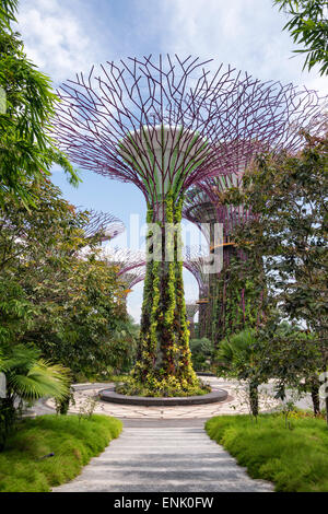 Die Supertrees im Garten an der Bucht in Singapur, Südostasien, Asien Stockfoto