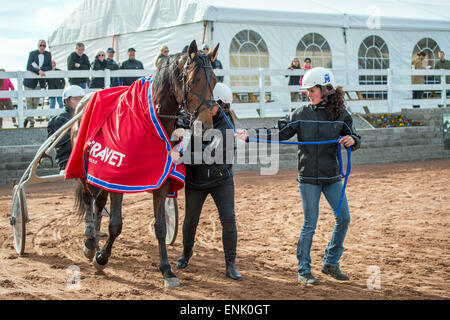 Norwegische Pferd Papagayo E in den Kreis der Sieger nach dem Gewinn Kjell P Dahlström Gedächtnisrennen in Mantorp in Schweden Stockfoto