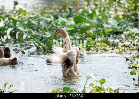 Eine Ente mit Rüschen seine Federn auf der Kerala Backwaters in Kerala Indien großen Herden zu einigen der lokalen Ente Betriebe gehören Stockfoto