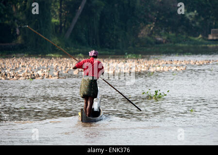 Eine Ente Landwirt Paddel in seinem Einbaum-Boot, runden seine große Herde von Hausenten auf Kerala Backwaters in Kerala Zustand Stockfoto