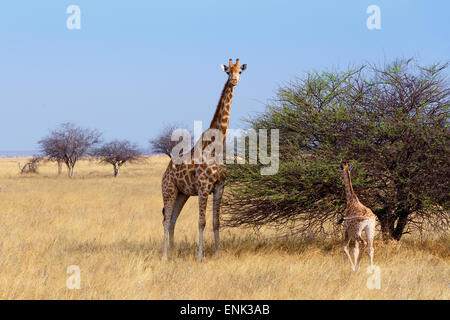 Erwachsene weibliche Giraffe mit Kalb Grazzing auf Baum im Etosha Nationalpark, Ombika, Kunene, Namibia, wahre Tierfotografie Stockfoto