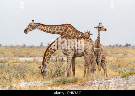 Erwachsene weibliche Giraffe mit Kalb Grazzing auf Baum im Etosha Nationalpark, Ombika, Kunene, Namibia, wahre Tierfotografie Stockfoto