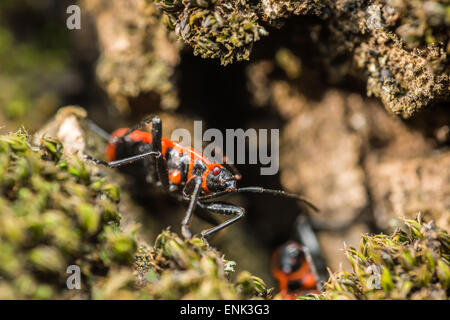 Bug (Graphosoma Lineatum) auch bekannt als die italienischen Striped-Bug und Minnesänger Bug zu schützen. Stockfoto