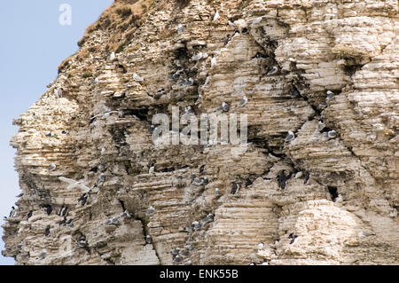 Möwe Möwen brüten Nester nisten Möwe Möwen auf Klippe Kreidefelsen bei Flamborough Head an der Küste von Yorkshire Coast uk Stockfoto