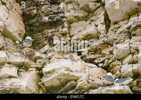 Möwe Möwen brüten Nester nisten Möwe Möwen auf Klippe Kreidefelsen bei Flamborough Head an der Küste von Yorkshire Coast uk Stockfoto