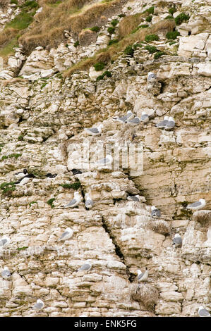 Möwe Möwen brüten Nester nisten Möwe Möwen auf Klippe Kreidefelsen bei Flamborough Head an der Küste von Yorkshire Coast uk Stockfoto