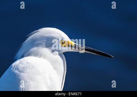 Snowy Reiher, Egretta unaufger Stockfoto