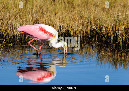 rosige Löffler, Platalea ajaja Stockfoto