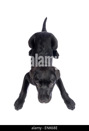 Süße schwarze Labrador Retriever Welpen isoliert auf weißem Hintergrund ausschneiden Stockfoto