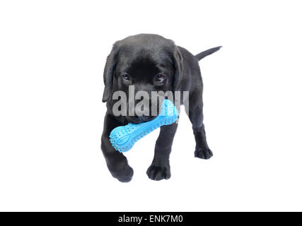 Süße schwarze Labrador Retriever Welpen spielen mit einem Spielzeug-Kautschuk-Knochen Stockfoto