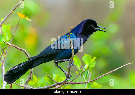 Boot-angebundene Grackle, Quiscalus großen, Wakodahatchee, florida Stockfoto