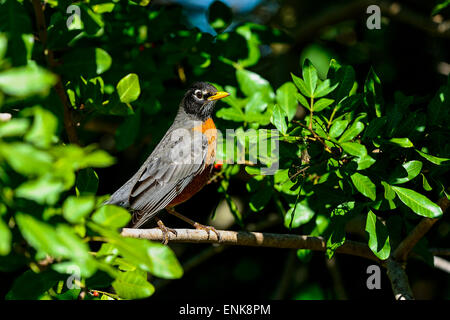 amerikanischer Robin, Turdus Migratorius, Viera, florida Stockfoto