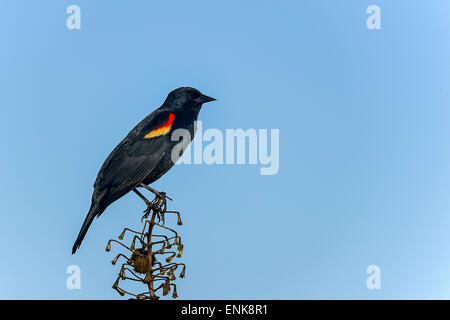 Agelaius Phoeniceus, Rotschulterstärling, Merritt Insel, florida Stockfoto