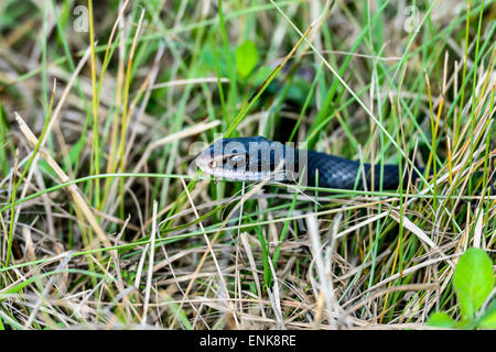 Coluber Constrictor Priapos, südlichen Black Racer, Viera, florida Stockfoto