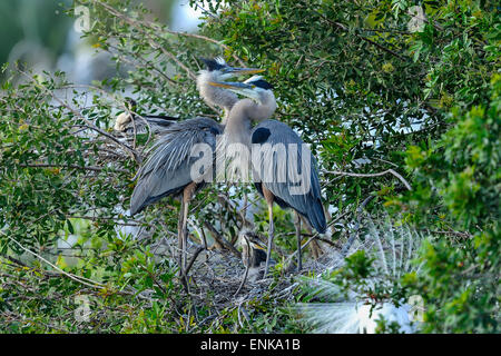 Great Blue Heron, Ardea Herodias, Venice, Florida