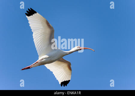 amerikanische weiße Ibis, Eudocimus Albus, Sanibel, florida Stockfoto