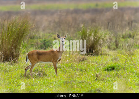 weiß - angebundene Rotwild, Odocoileus virginianus Stockfoto