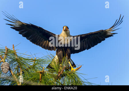 Karakara Cheriway, nördlichen crested Karakara, florida Stockfoto