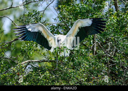 Holz-Storch, Mycteria americana Stockfoto