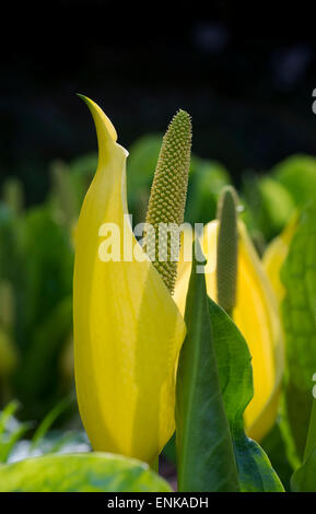 Lysichiton Americanus. Gelbe Skunk Cabbage in einem schottischen Waldgebiet im Frühjahr. Schottland Stockfoto