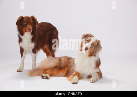 Australian Shepherds, Red-Tri und Red-Merle | Australian Shepherds, Rüden, Red-Tri Und Red-merle Stockfoto