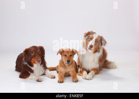 Australian Shepherds, Red-Tri und Red-Merle und Harzer Fuchs Welpen, 3 Monate | Australian Shepherds, Rüden, Red-Tri Und Red-mer Stockfoto