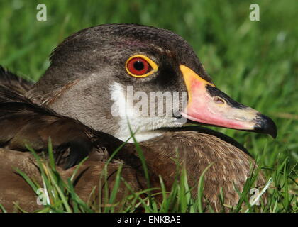 Männliche North American Wood Duck oder Carolina Ente (Aix Sponsa) in Eclipse Gefieder, Nahaufnahme des Kopfes Stockfoto