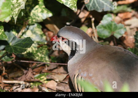 Asiatische Chukar Rebhuhn (Alectoris Chukar), close-up von Oberkörper und Kopf Stockfoto