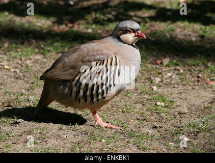 Asiatische Chukar Rebhuhn (Alectoris Chukar) im Profil gesehen Stockfoto